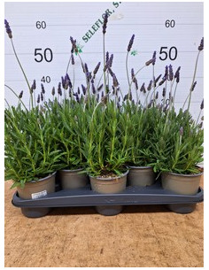LAVANDA DENTATA T13CM 2