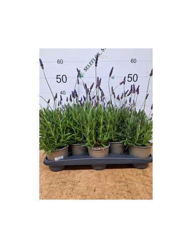 LAVANDA DENTATA T13CM