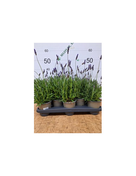 LAVANDA DENTATA T13CM