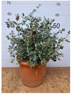 TEUCRIUM FRUTICANS T10LT 2