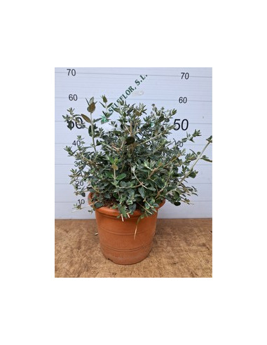 TEUCRIUM FRUTICANS T10LT