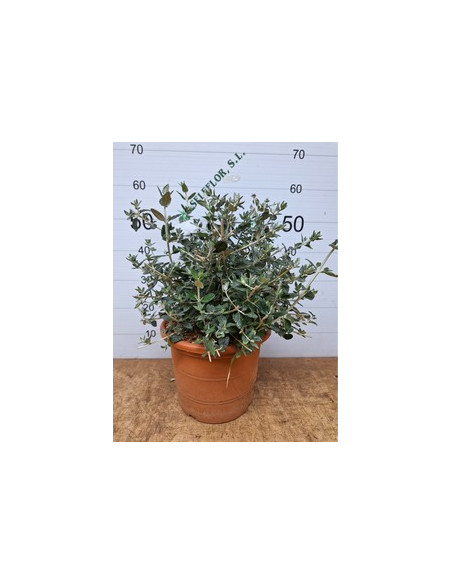 TEUCRIUM FRUTICANS T10LT