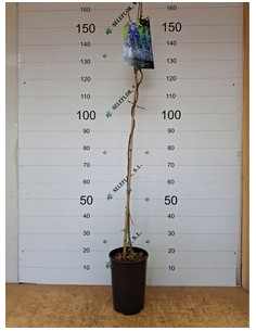 WISTERIA SINENSIS T5,5LT 1TUTOR 2