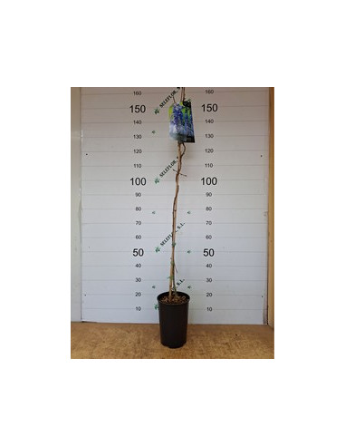 WISTERIA SINENSIS T5,5LT 1TUTOR