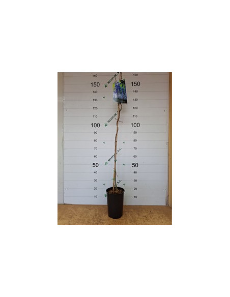 WISTERIA SINENSIS T5,5LT 1TUTOR