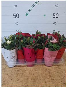 ROSER PITIMINI IMP T10,5CM 2