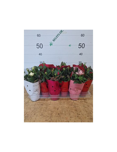 ROSER PITIMINI IMP T10,5CM