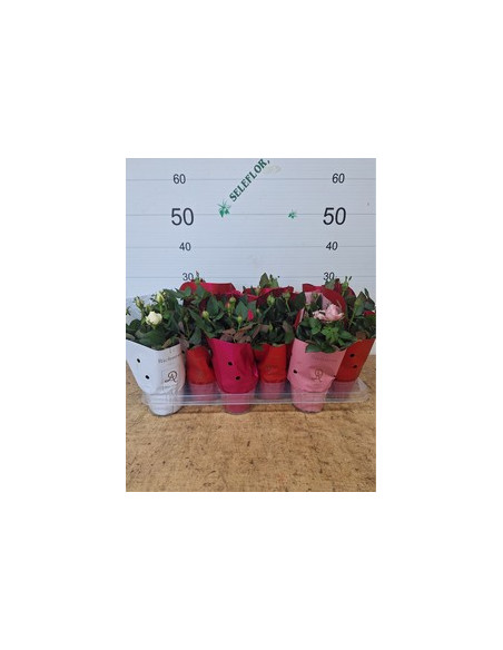 ROSER PITIMINI IMP T10,5CM