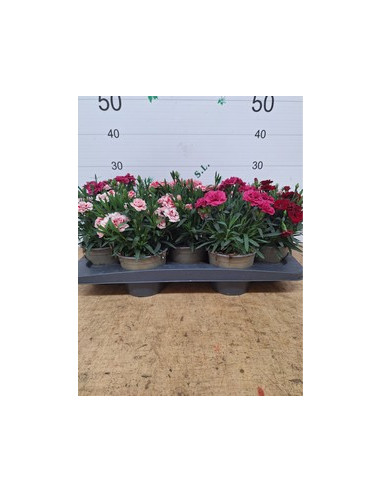 DIANTHUS CARYOPHYLLUS MIX T13CM