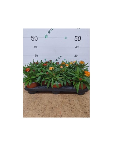 BRACTEANTA T15CM -INMORTALS