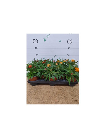 BRACTEANTA T15CM -INMORTALS