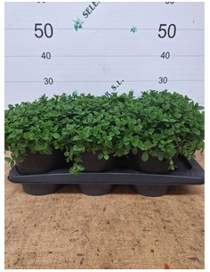 MENTHA SATIVA T17CM 2