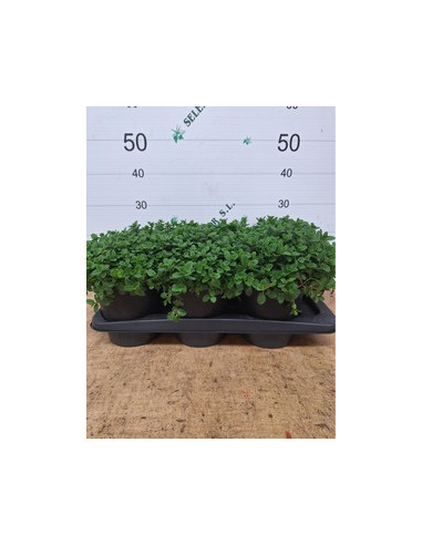 MENTHA SATIVA T17CM