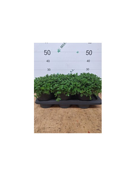 MENTHA SATIVA T17CM