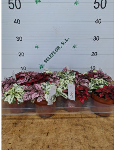 HYPOESTES IMP T12CM 2