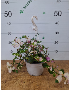 TRADESCANTIA BLUSHING BRIDE T2LT PENJADOR