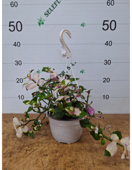 TRADESCANTIA BLUSHING BRIDE T2LT PENJADOR