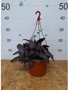 TRADESCANTIA PALLIDA PURPUREA T2LT PENJA
