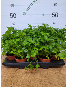 PETROSELIUM CRISPUM T13CM JULIVERD