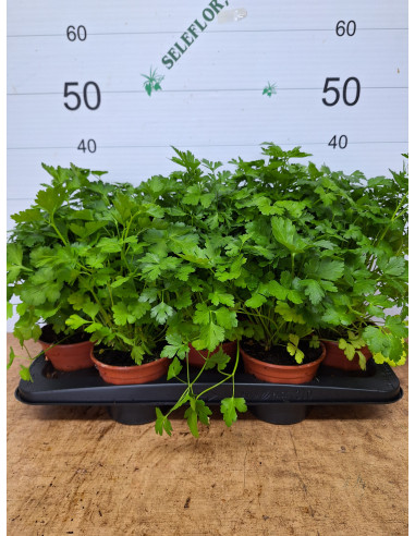 PETROSELIUM CRISPUM T13CM JULIVERD