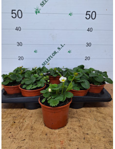 FRAGARIA X ANANASSA T13CM FRESONS
