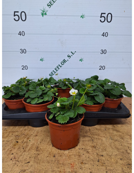 FRAGARIA X ANANASSA T13CM FRESONS