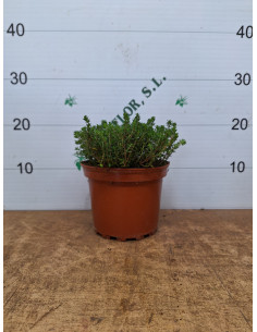 THYMUS VULGARIS T2LT 2