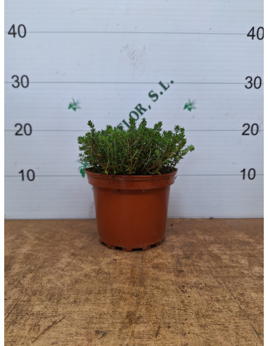 THYMUS VULGARIS T2LT