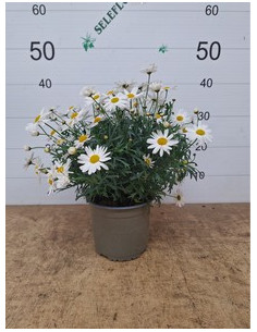 ARGYRANTHEMUN FRUTESCENS T2LT MARGARITA