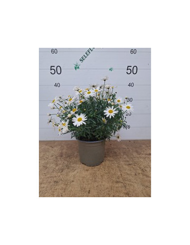 ARGYRANTHEMUN FRUTESCENS T2LT MARGARITA