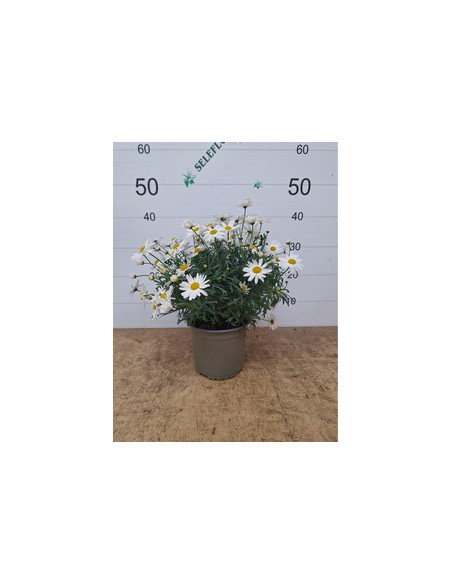 ARGYRANTHEMUN FRUTESCENS T2LT MARGARITA