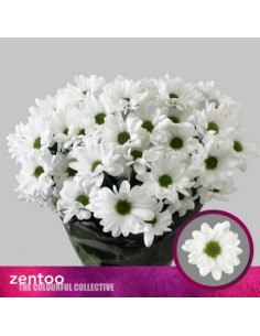 CRISANT. PREU TIJA POMX5