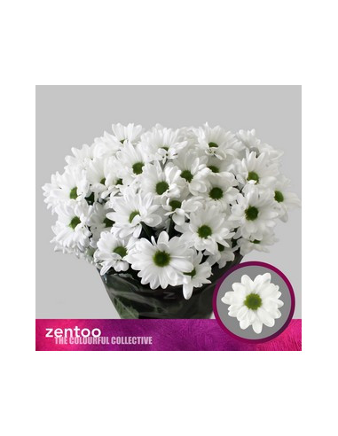 CRISANT. PREU TIJA POMX5