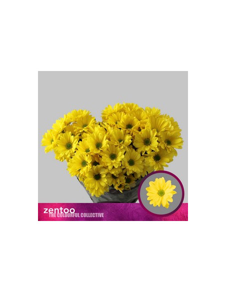 CRISANT. PREU TIJA POMX5