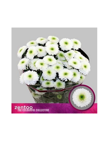 CRISANT. PREU TIJA POMX5