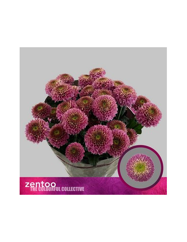 CRISANT. PREU TIJA POMX5