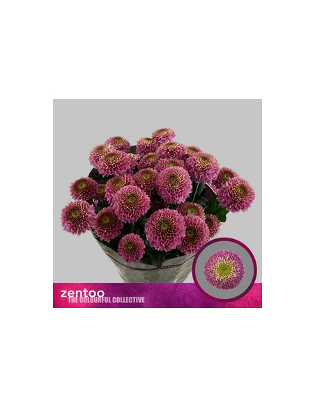 CRISANT. PREU TIJA POMX5