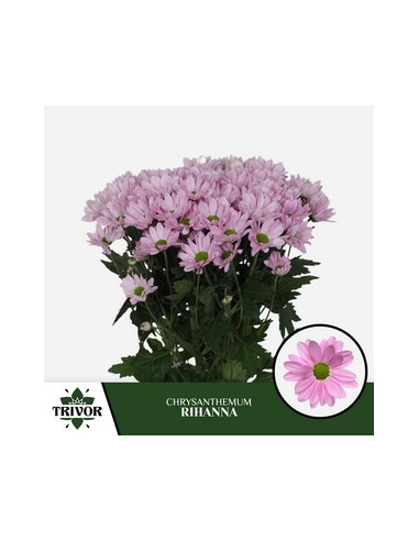 CRISANT. PREU TIJA POMX5