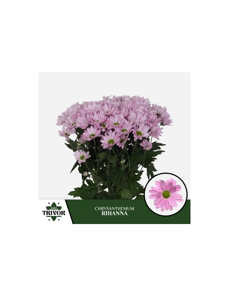 CRISANT. PREU TIJA POMX5