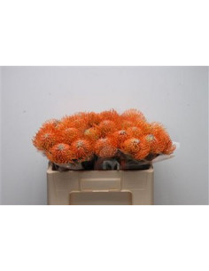 LEUCOSPERNUM 50CM PREU TIJA