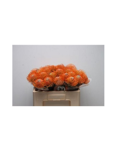 LEUCOSPERNUM 50CM PREU TIJA
