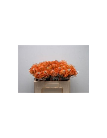 LEUCOSPERNUM 50CM PREU TIJA