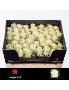 ROSA HOL DOLLOMITTI 70CM PREU TIJA POMX10