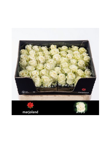 ROSA HOL DOLLOMITTI 70CM PREU TIJA POMX10