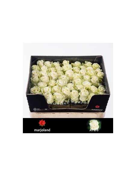 ROSA HOL DOLLOMITTI 70CM PREU TIJA POMX10