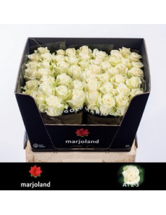 ROSA HOL DOLLOMITTI 60CM PREU TIJA POMX10