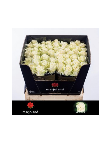 ROSA HOL DOLLOMITTI 60CM PREU TIJA POMX10