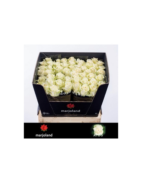 ROSA HOL DOLLOMITTI 60CM PREU TIJA POMX10