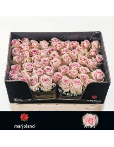 ROSA HOL SWEET DOLOMITI 70CM PREU TIJA POMX10