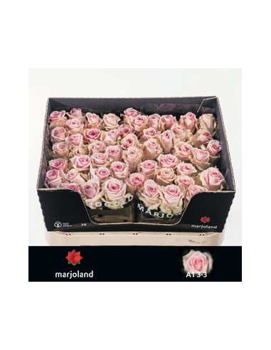 ROSA HOL SWEET DOLOMITI 70CM PREU TIJA POMX10